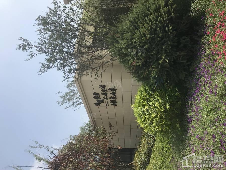 儒辰掌舵东岸实景图