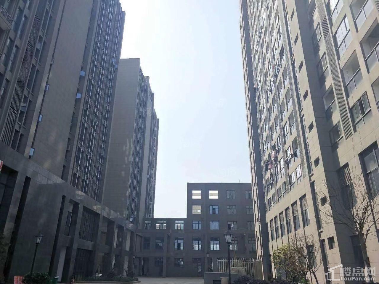 博腾龙马春天实景图
