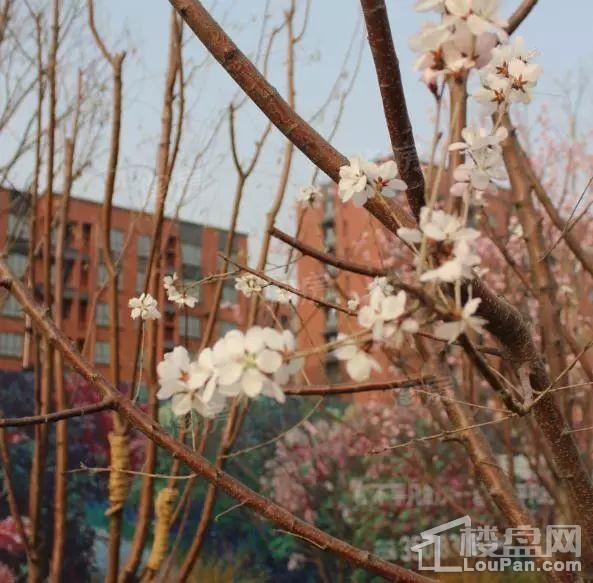 兴龙九里桃源实景图