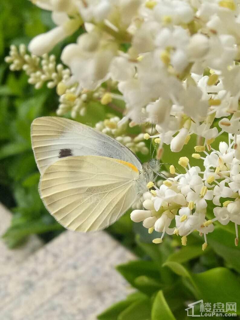 天熙·紫云东郡实景图