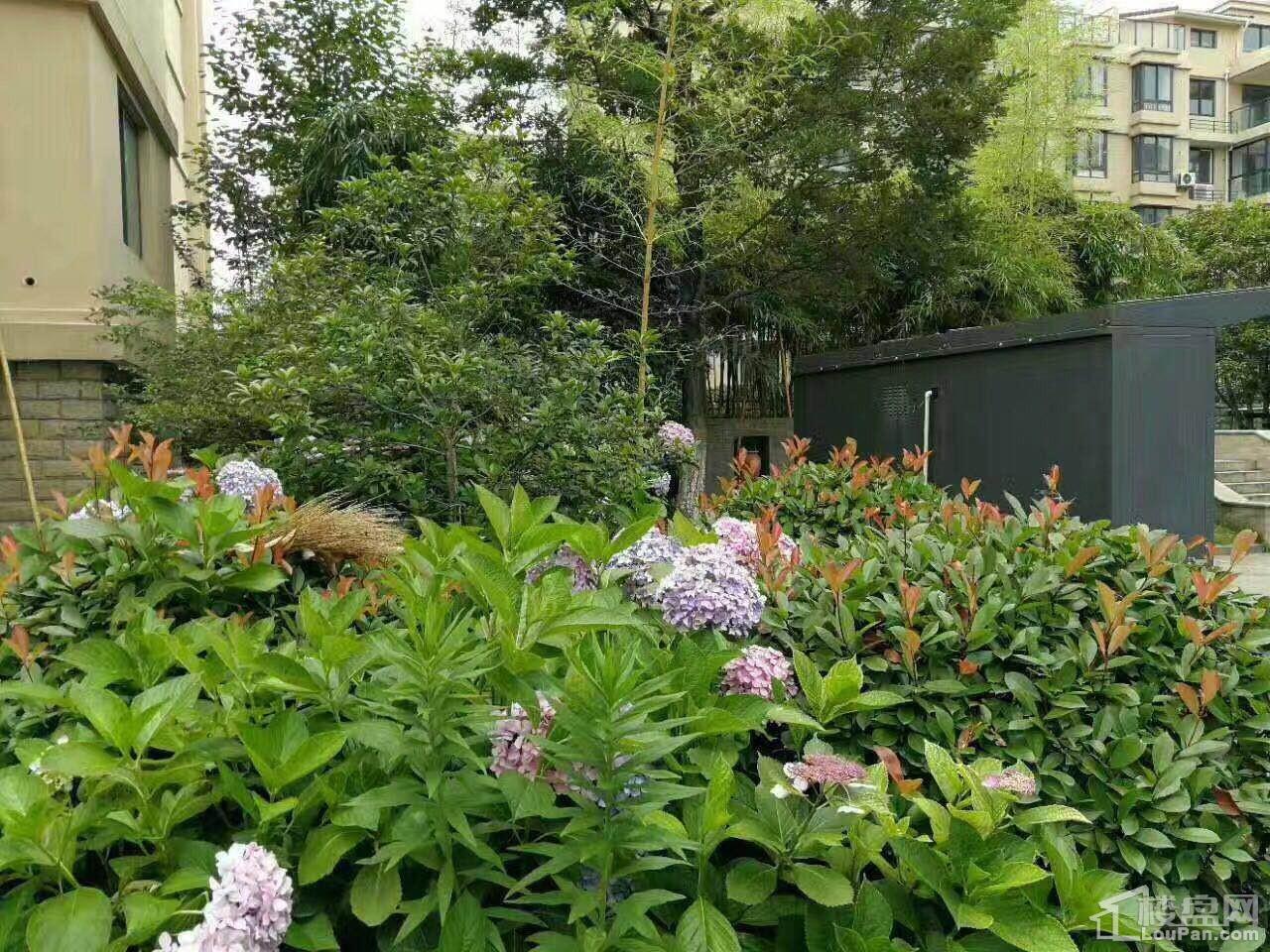 怡景园实景图