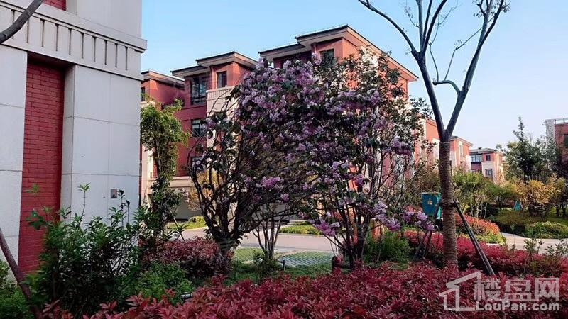 汇智津园实景图