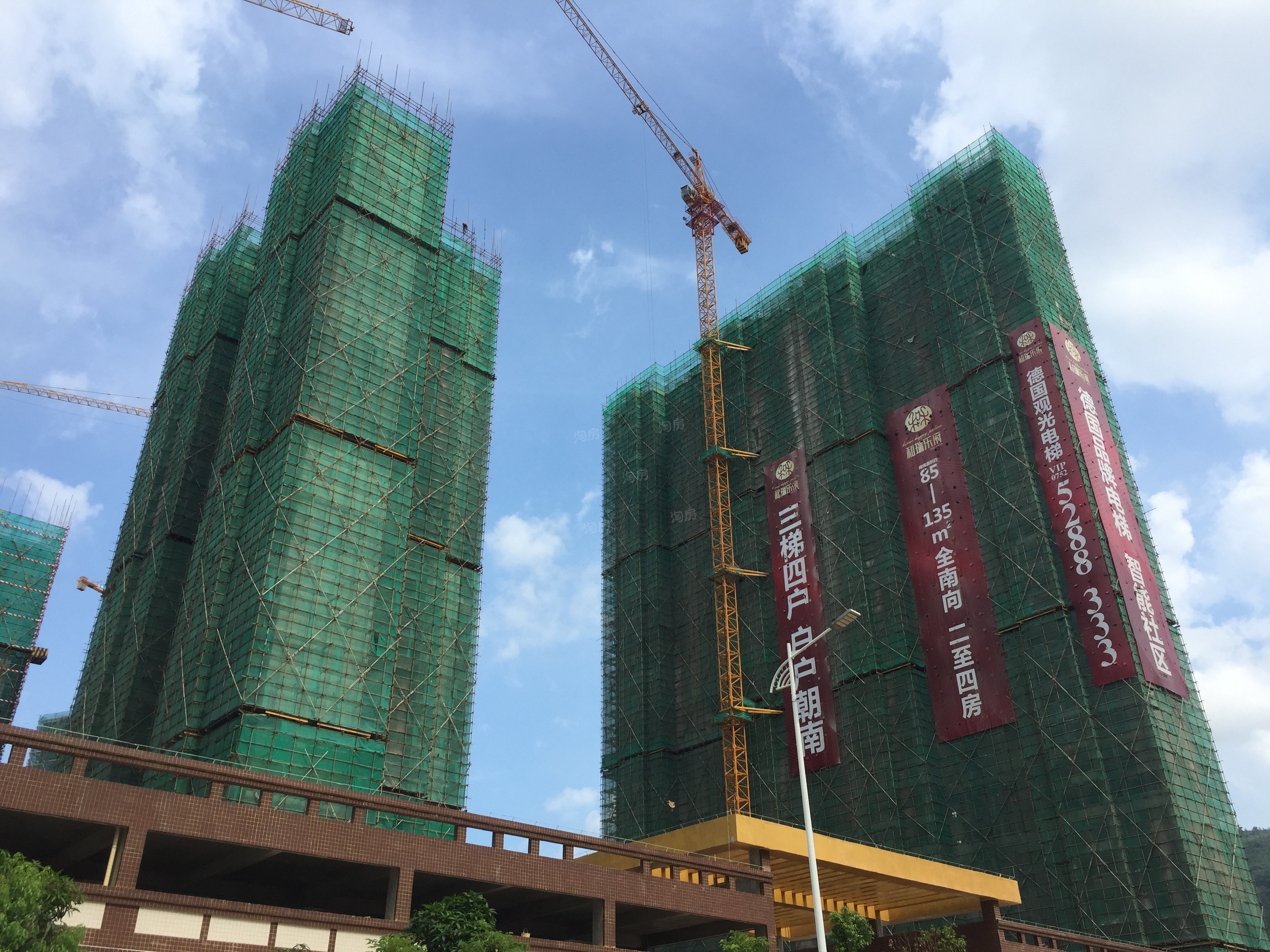 实地常春藤实景图
