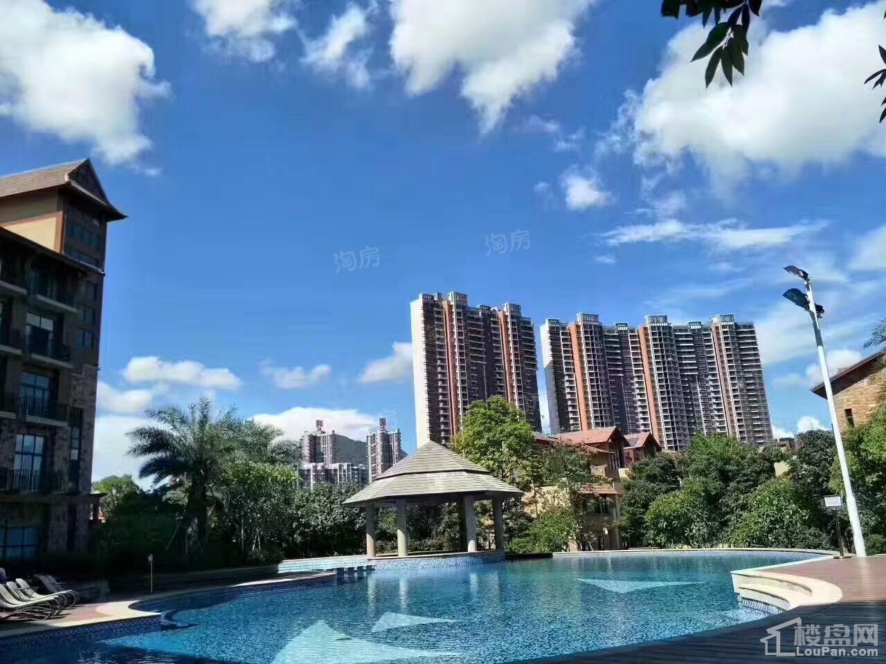 实地常春藤实景图
